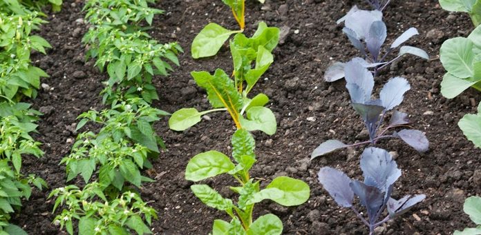 Agricultura pe înțelesul tuturor – Vine vara secetoasă