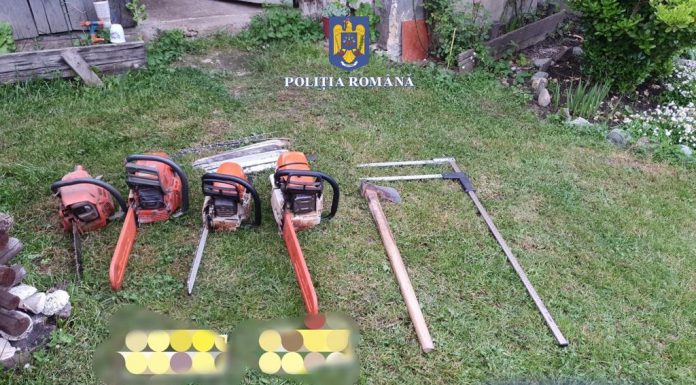 Novaci: Pădurari și transportatori de lemne taiau și vindeau pădurea, întocmind documente în fals