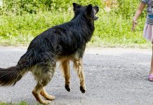 Fetiţă din Scoarța, muşcată de câine