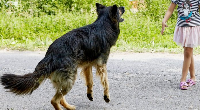 Fetiţă din Scoarța, muşcată de câine