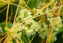 Agricultura pe înțelesul tuturor – Cuscuta – o buruiană problemă de sute de ani (2)