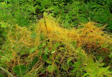 Agricultura pe înțelesul tuturor – Cuscuta – o buruiană problemă de sute de ani (1)