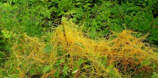 Agricultura pe înțelesul tuturor – Cuscuta – o buruiană problemă de sute de ani (1)