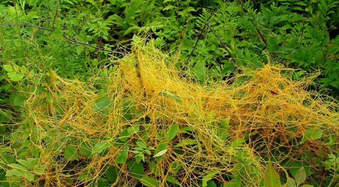 Agricultura pe înțelesul tuturor – Cuscuta – o buruiană problemă de sute de ani (1)