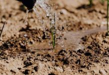 Agricultura pe înțelesul tuturor – Protecția fitosanitară a legumelor