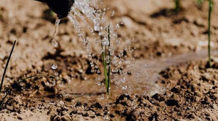 Agricultura pe înțelesul tuturor – Protecția fitosanitară a legumelor