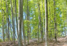 Fagi tăiați ilegal. Nereguli la un depozit de lemne