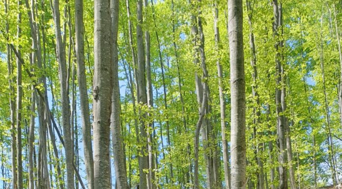 Fagi tăiați ilegal. Nereguli la un depozit de lemne