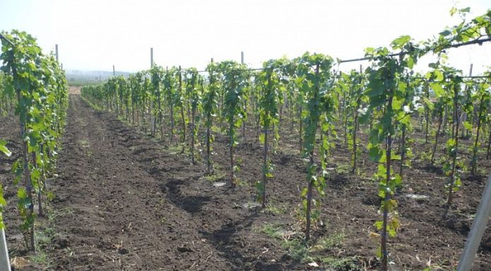 Agricultura pe înțelesul tuturor – Să înierbăm viile, pomii și arbuștii fructiferi