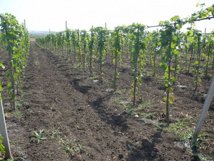 Agricultura pe înțelesul tuturor – Să înierbăm viile, pomii și arbuștii fructiferi