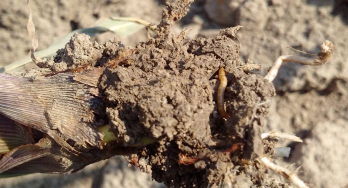 Agricultura pe înțelesul tuturor – O problemă serioasă – viermii sârmă