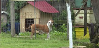 Mușcat de un Amstaff! Polițiștii nu știau de existența câinelui periculos!