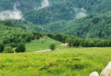 VIDEO: Masacru la o stână din județul Gorj! Zeci de oi au fost ucise și altele rănite de urși și lupi. ,,E cel mai sângeros atac!”