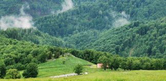 VIDEO: Masacru la o stână din județul Gorj! Zeci de oi au fost ucise și altele rănite de urși și lupi. ,,E cel mai sângeros atac!”