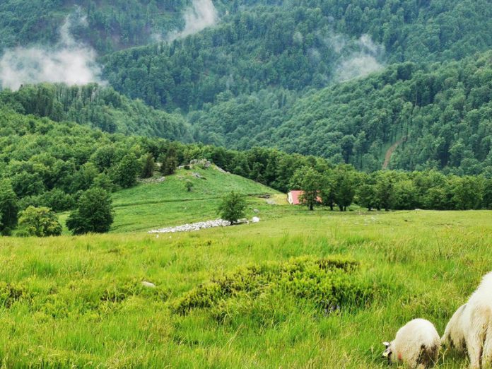 VIDEO: Masacru la o stână din județul Gorj! Zeci de oi au fost ucise și altele rănite de urși și lupi. ,,E cel mai sângeros atac!”