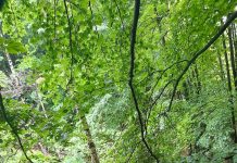 VIDEO/FOTO: Bărbatul căzut cu mașina în râpa de aproximativ 40 de metri a fost găsit decedat