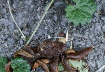 Invazie de melci și în Valea Jiului