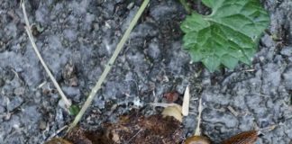 Invazie de melci și în Valea Jiului