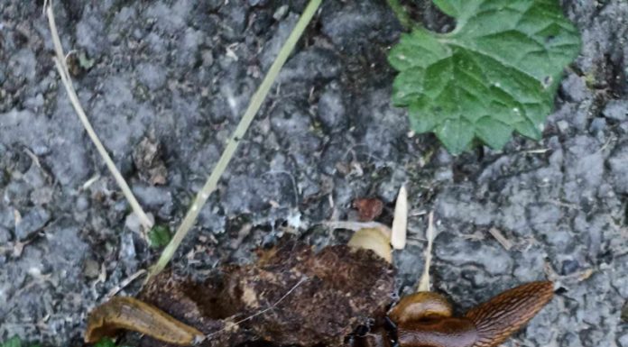 Invazie de melci și în Valea Jiului