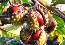 Drumuri gorjene – Pădurea de castani comestibili de la Tismana