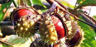 Drumuri gorjene – Pădurea de castani comestibili de la Tismana