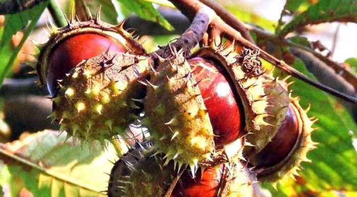 Drumuri gorjene – Pădurea de castani comestibili de la Tismana