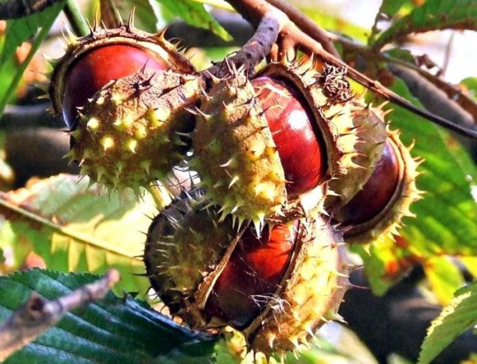 Drumuri gorjene – Pădurea de castani comestibili de la Tismana