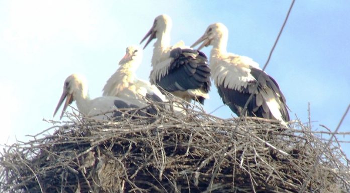 Observator – Și în acest an „juniorii” se antrenează intens