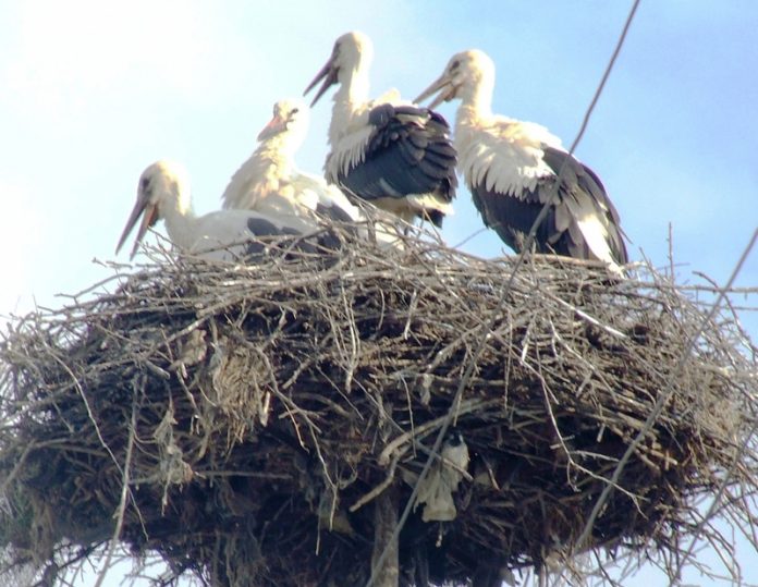 Observator – Și în acest an „juniorii” se antrenează intens