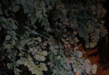 Târgu Jiu: Copac căzut peste mașini, în str. Minerilor. Trei autoturisme, avariate