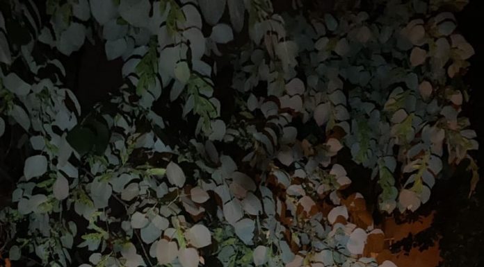 Târgu Jiu: Copac căzut peste mașini, în str. Minerilor. Trei autoturisme, avariate