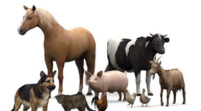 Agricultura pe înțelesul tuturor – Declarația Universală a Drepturilor Animalelor