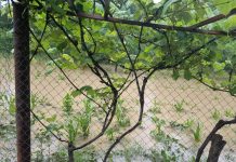 Pârâul Ploștina s-a revărsat peste maluri. Oamenii au rămas fără culturile agricole