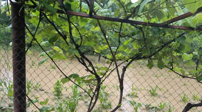 Pârâul Ploștina s-a revărsat peste maluri. Oamenii au rămas fără culturile agricole