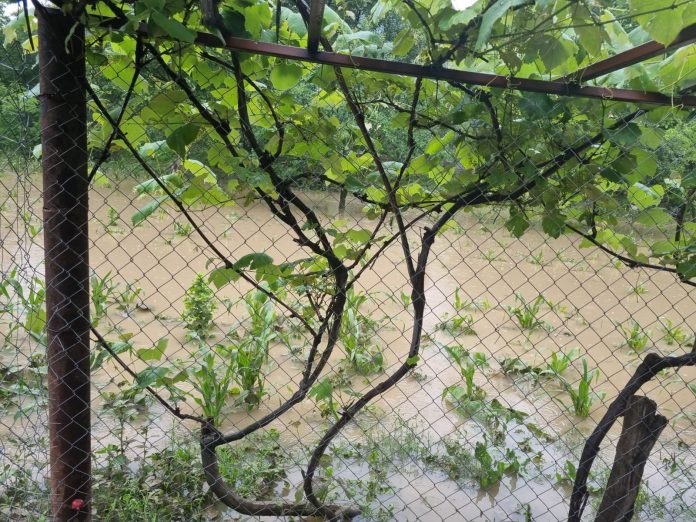 Pârâul Ploștina s-a revărsat peste maluri. Oamenii au rămas fără culturile agricole