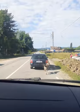Tismana: Cățel legat de mașina în mers