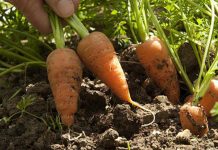 Agricultura pe înțelesul tuturor – Protecția fitosanitară a legumelor rădăcinoase