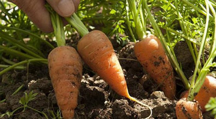 Agricultura pe înțelesul tuturor – Protecția fitosanitară a legumelor rădăcinoase