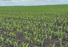 Agricultura pe înțelesul tuturor – Va fi o vară secetoasă