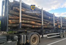 Lemne fără acte, confiscate de poliție