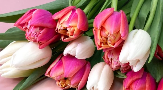 Mesaj de mulțumire adresat unui medic de la Spitalul Județean