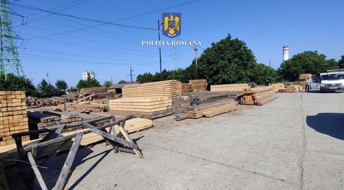 Afaceri ilegale cu cherestea. Percheziții în Gorj