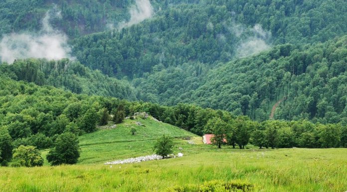 Oi ucise la o stână din Gorj