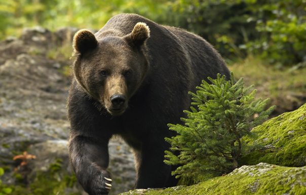 IJJ Gorj: Recomandări privind prezența urșilor în apropierea caselor