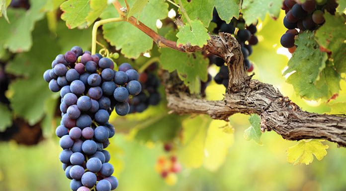 Agricultura pe înțelesul tuturor – Dăunătorii viţei de vie – (1)