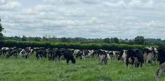 Agricultura pe înțelesul tuturor – În curând trebuie înființate noile culturi furajere perene