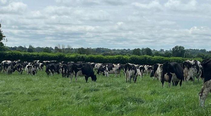 Agricultura pe înțelesul tuturor – În curând trebuie înființate noile culturi furajere perene