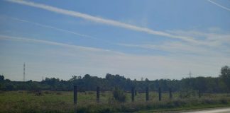 Întreaga plantație de nuci de la Bârsești, defrișată! SURSE: Doi afaceriști controversați vor ridica un cartier irlandez de case