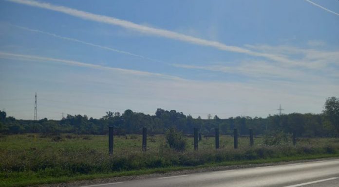 Întreaga plantație de nuci de la Bârsești, defrișată! SURSE: Doi afaceriști controversați vor ridica un cartier irlandez de case