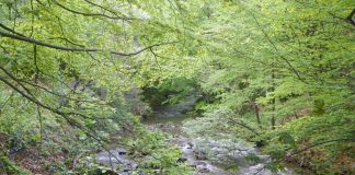 Din nou spre Bordul Dobriţei Gorjene